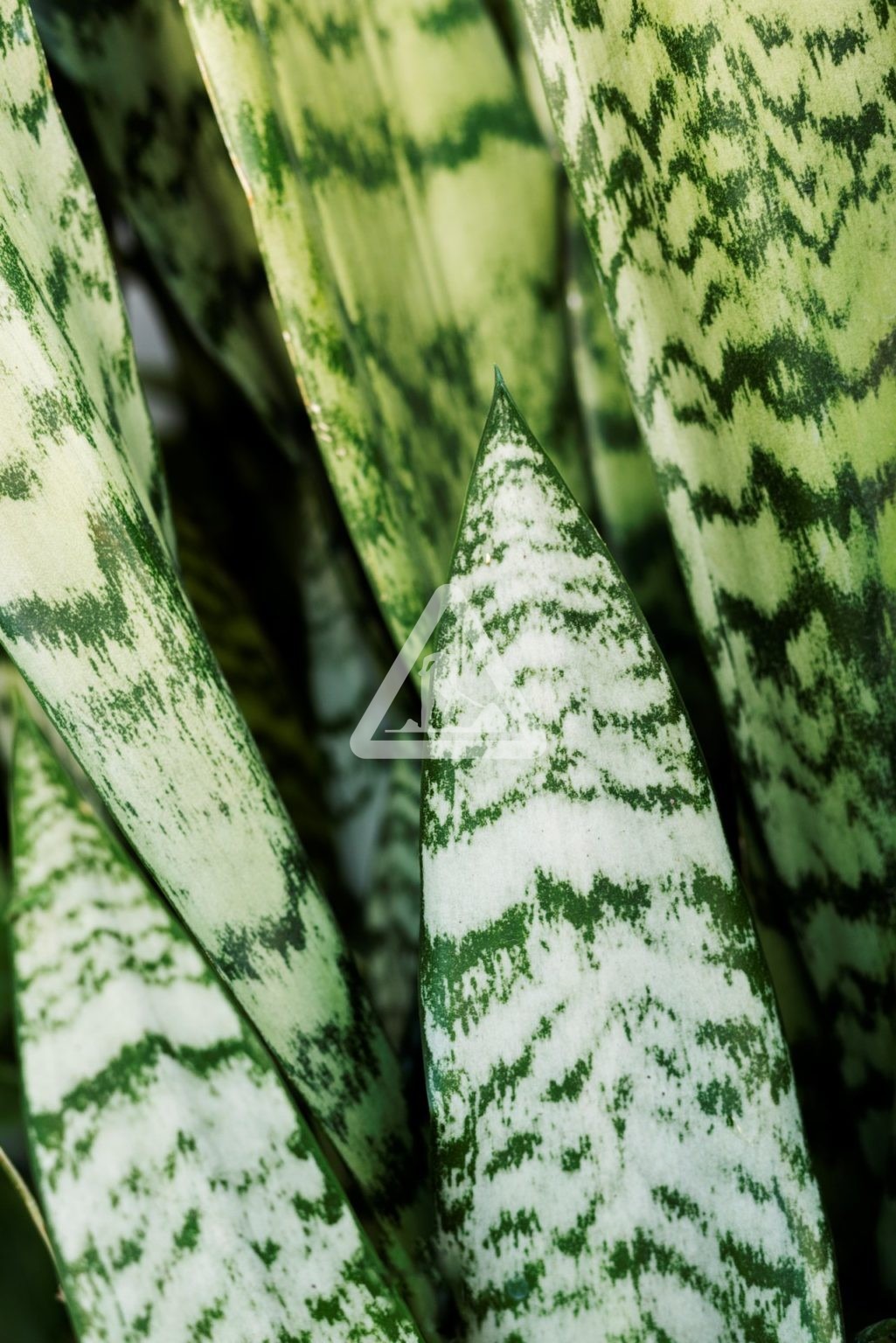 X Plante Panchée 1
