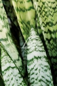 X Plante Panchée 1