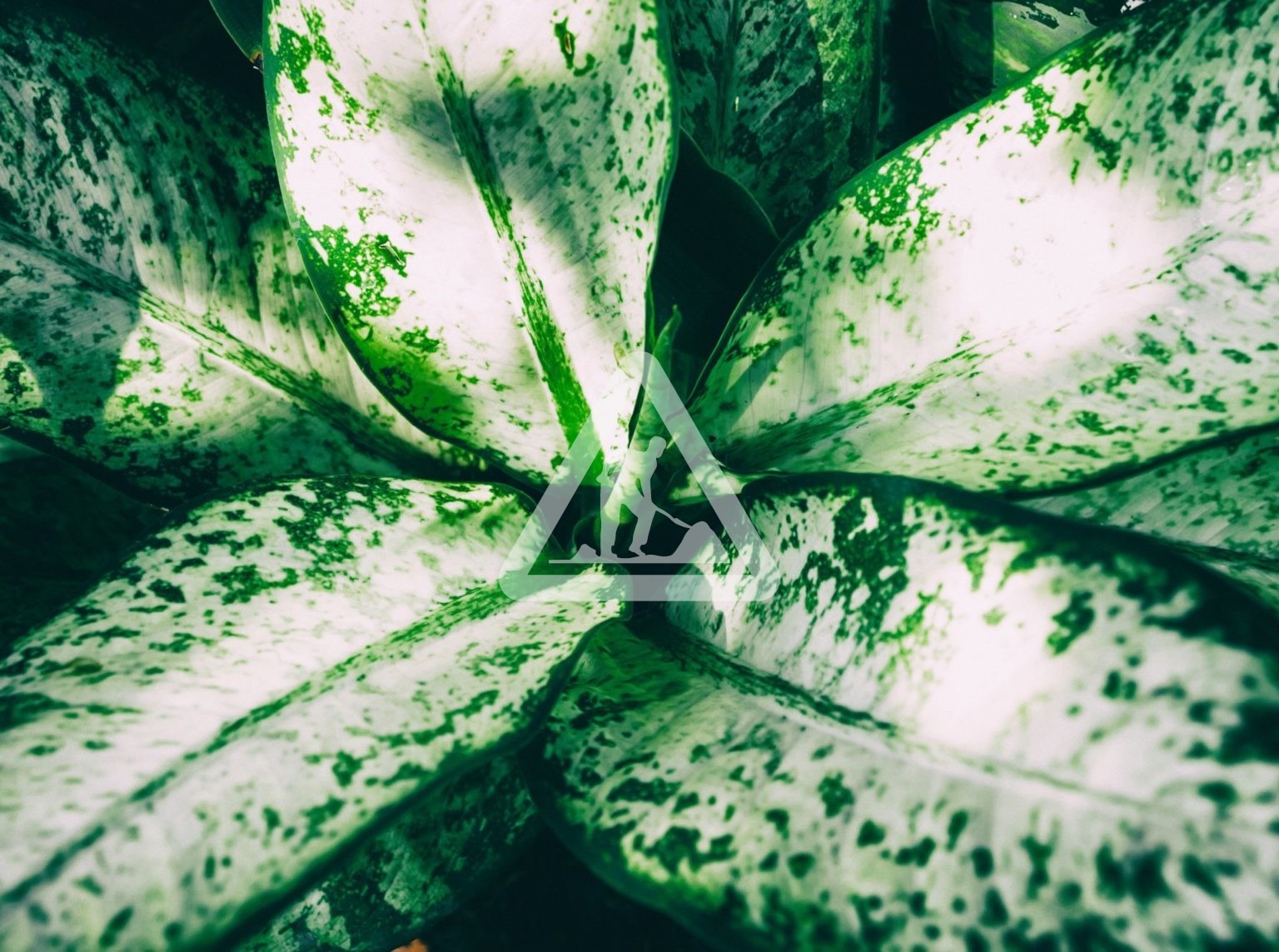 Green leaves nature background concept creative made of spring