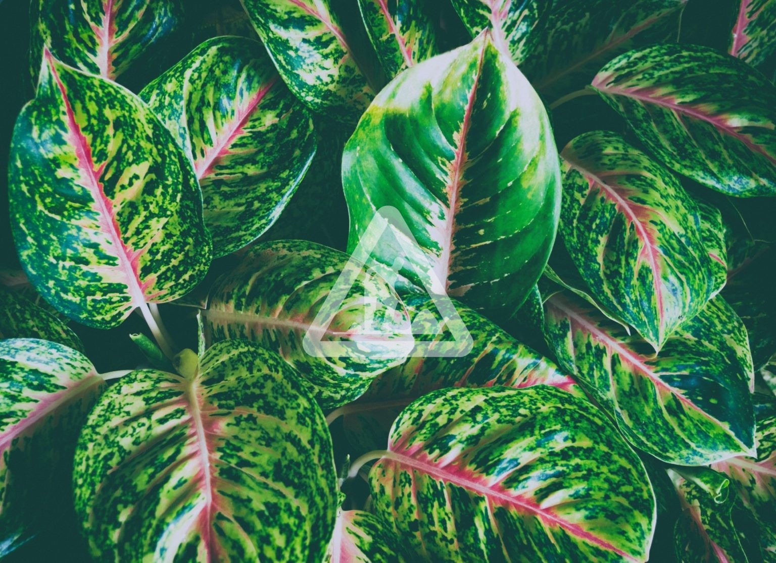 X Plante Panchée 3