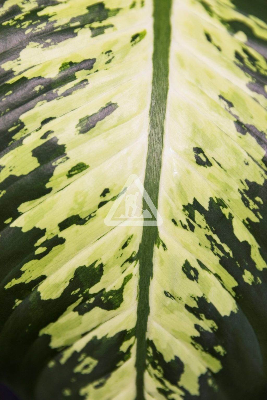 X Plante Panchée 4