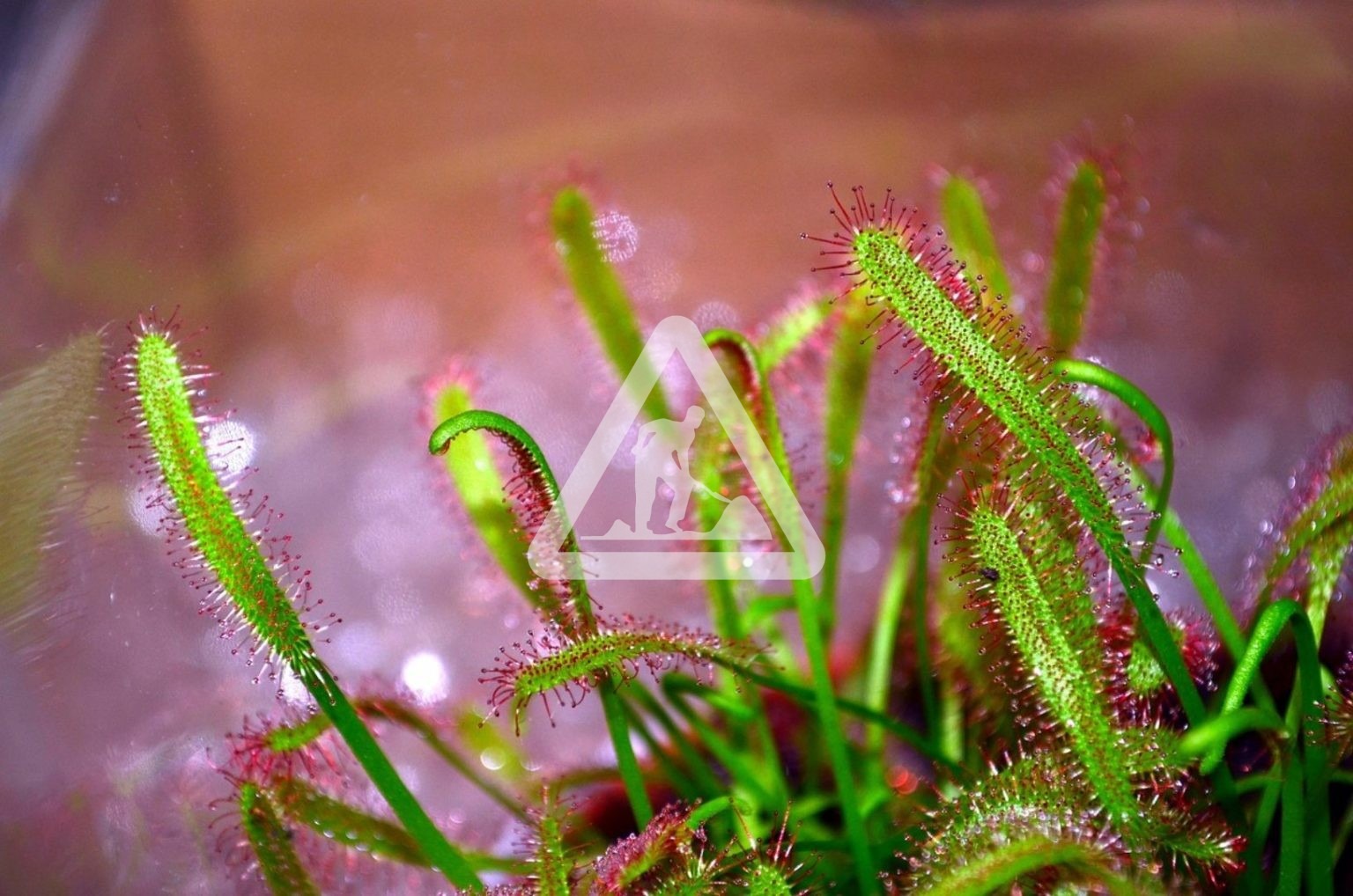 X Plante carnivore 1