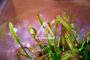 X Plante carnivore 1