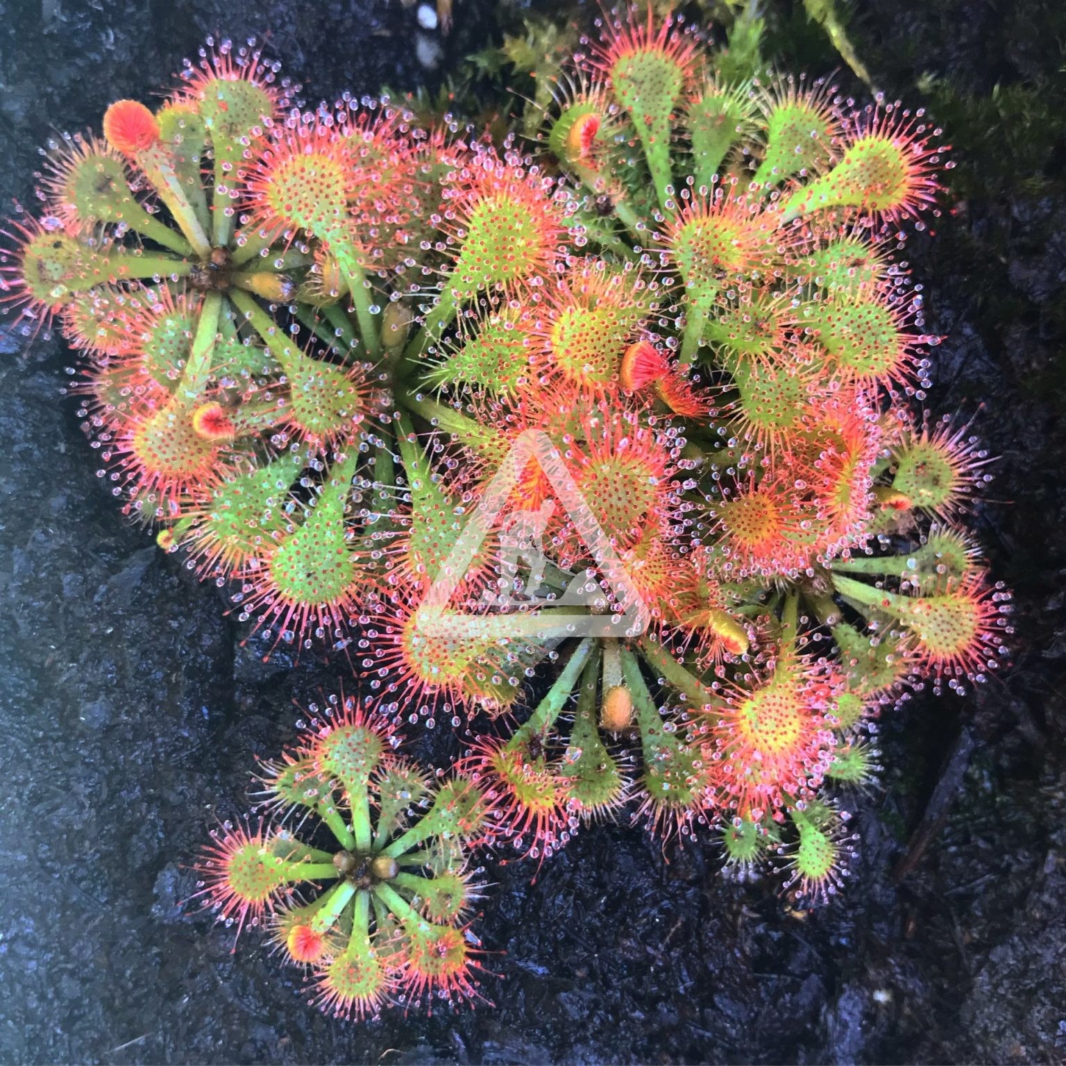 X Plante carnivore 3