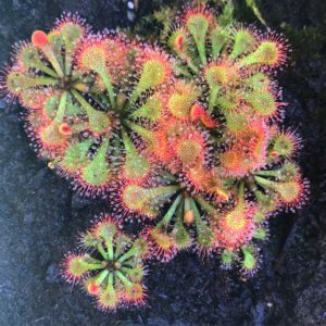 X Plante carnivore 3