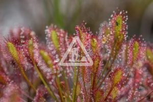 X Plante carnivore 4