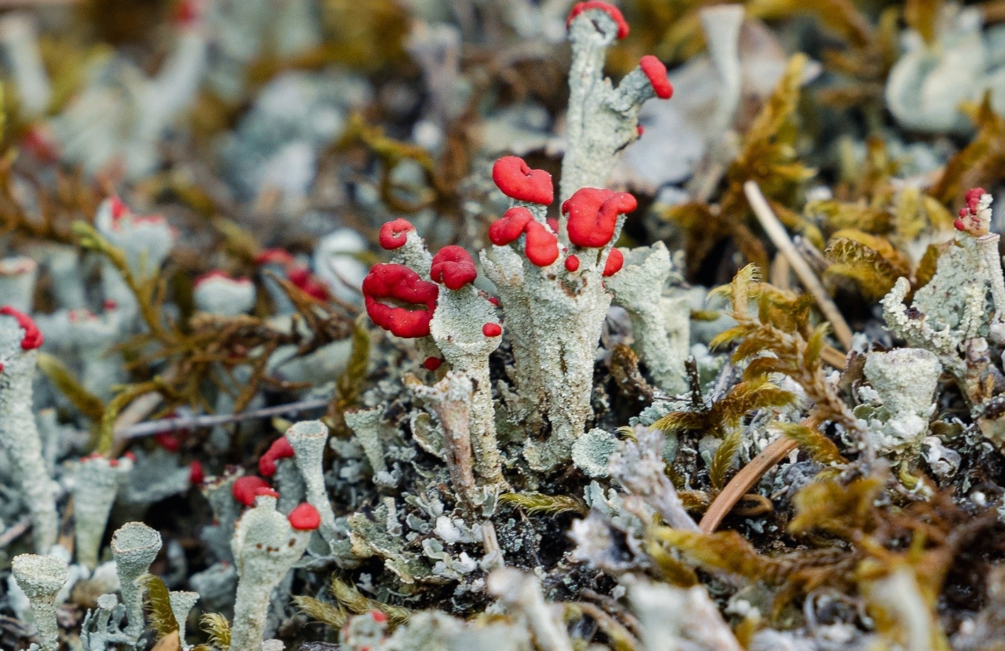lichen-0K6A1344 5