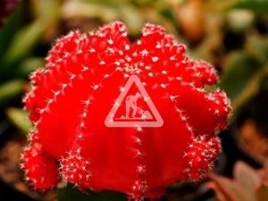 X Cactus 1
