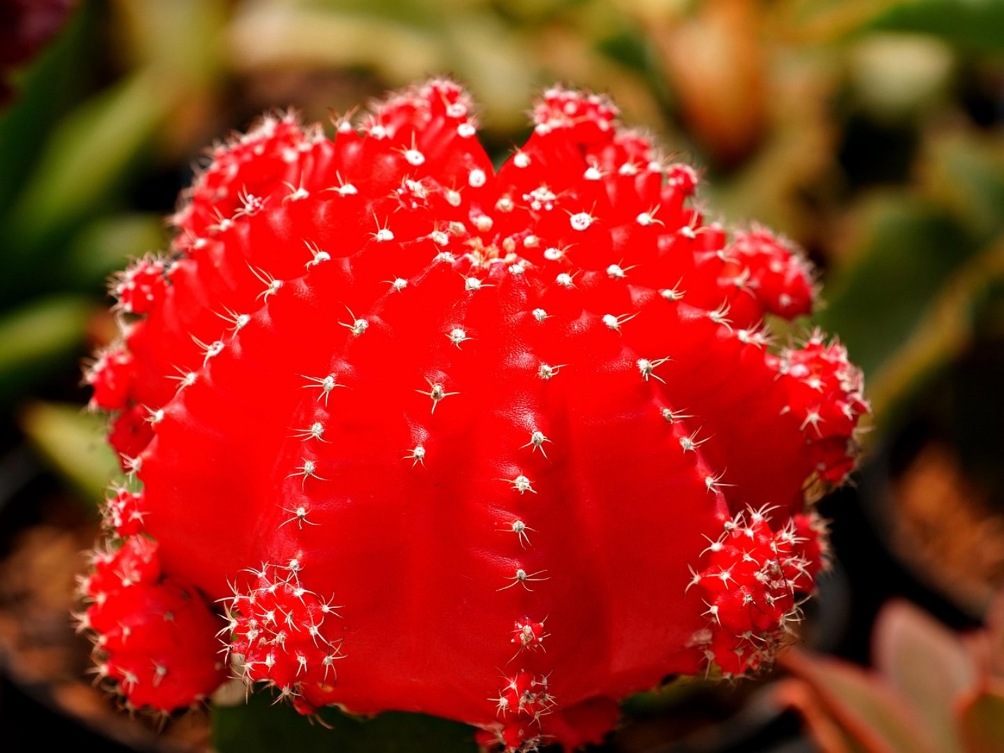 X Cactus 1