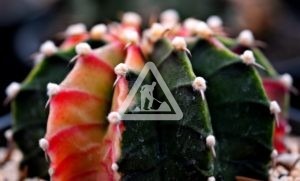 X Cactus 2