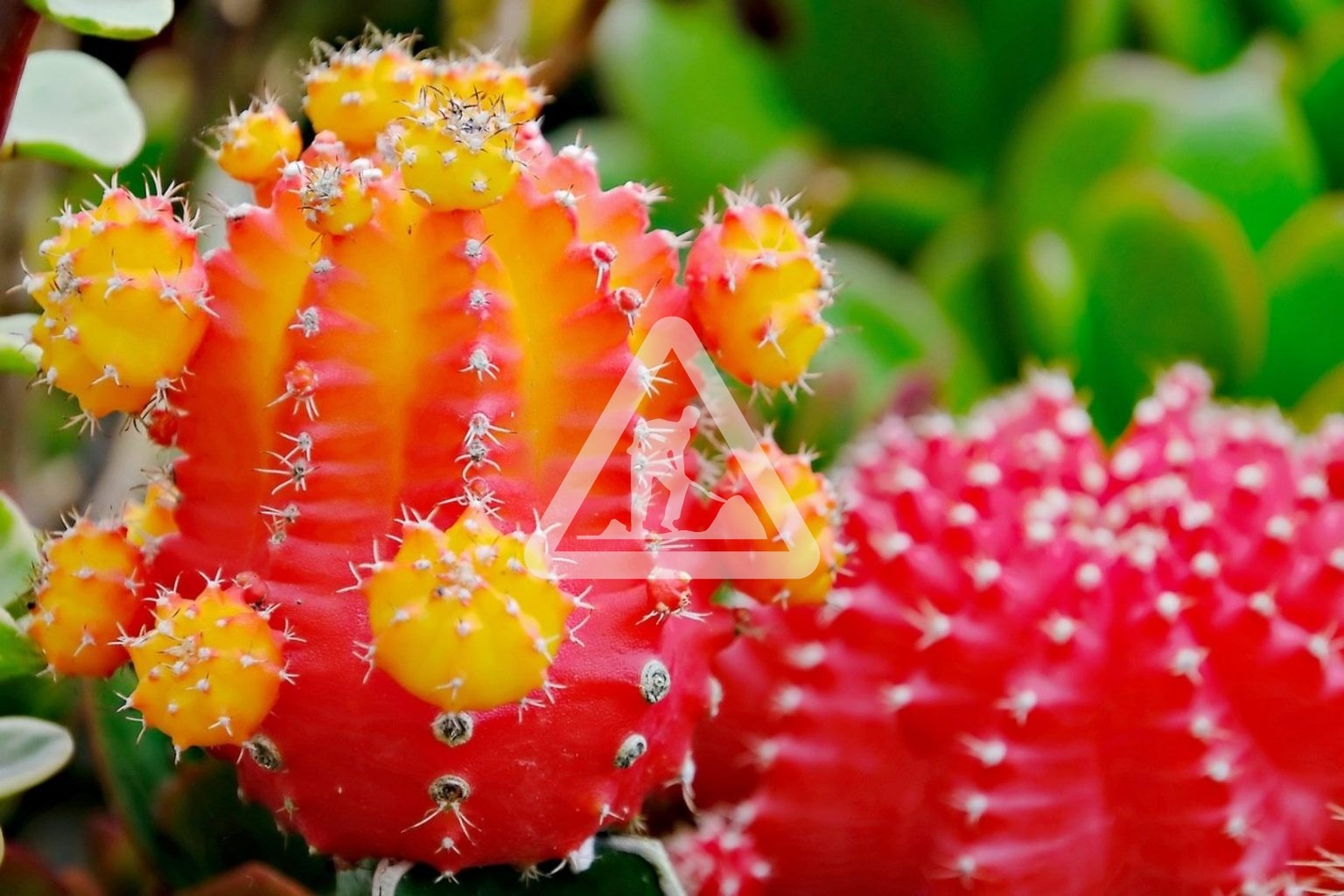 X Cactus 3