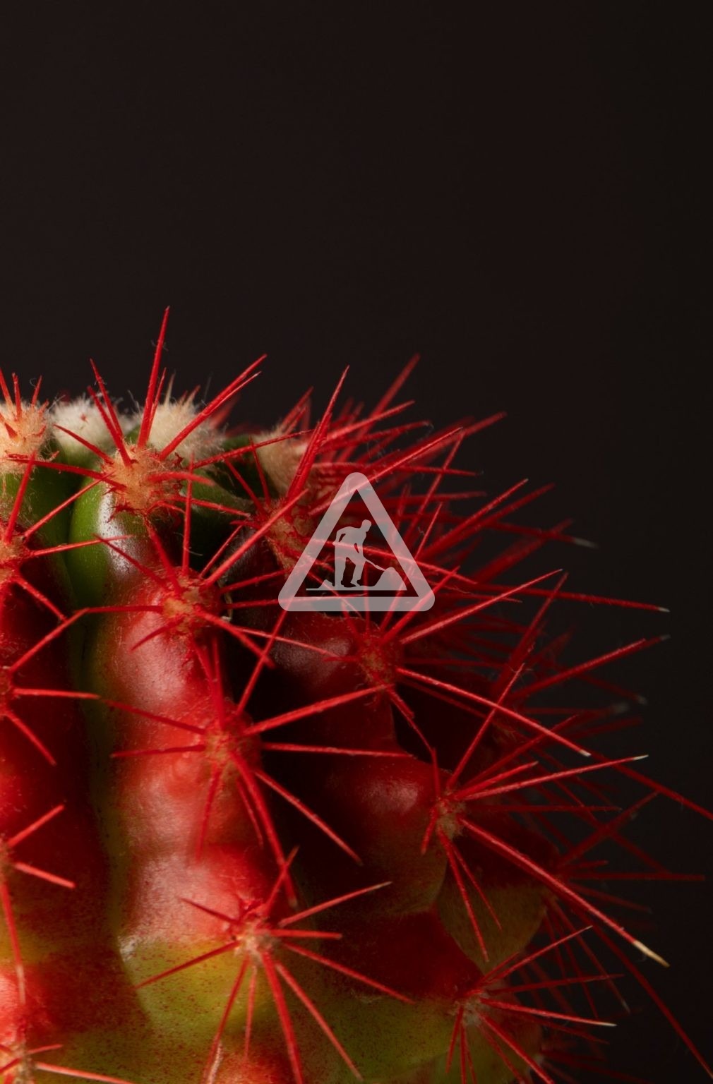 X Cactus 4