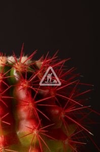 X Cactus 4